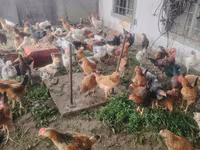 Chickens — फ़ोटो 2
