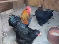 Chickens — Foto 2