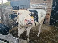 Vaca, Bovinos — foto 2
