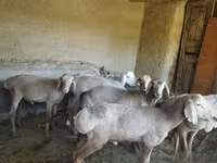 Qoyunlar (partiya, cinsi göstərilməyib), Qoyunlar — foto 2
