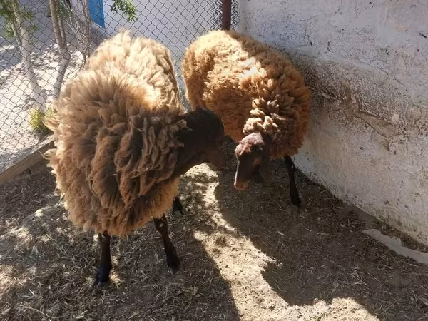 Ram, Sheep