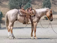 At, Quarter Horse — foto 3