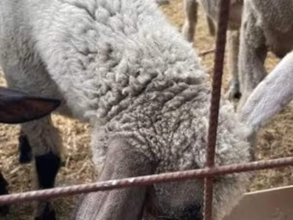 Баран, Tsigai sheep