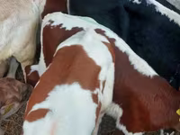 Buqa, Simmental cattle — 3-rasm