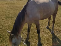 Mare, Azerbaijan horse — photo 3