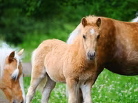 Caballos (lote, sexo no especificado), Shetland Pony — foto 2
