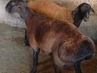 Beran, Hissar sheep — foto 4