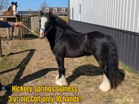 At, Gypsy horse — foto 4