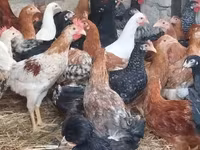 Chickens — 照片 1