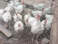 Turkeys — photo 2