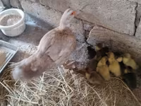 Ducks — photo 1