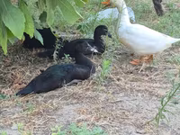 Ducks — photo 2