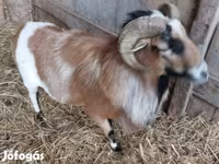 Kozioł, Kozy — zdjęcie 4