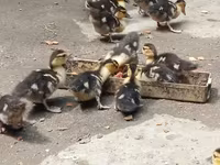 Ducks — foto 2