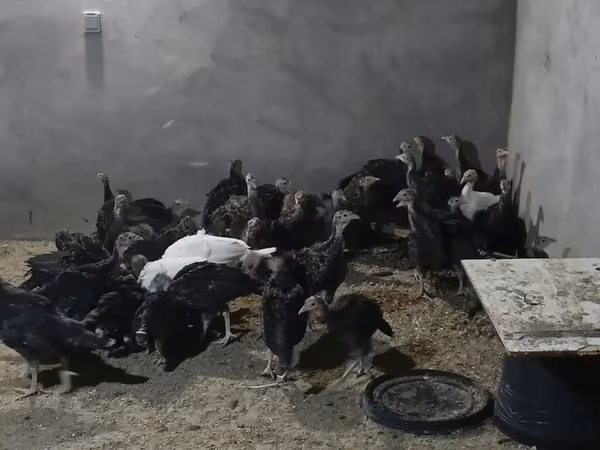 Geniş Sinəli Ağ