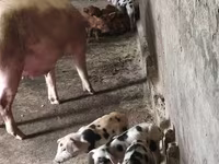 Säue, Schweine — Foto 1