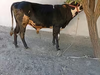 Buğa, Russian Black pied cattle — foto 3