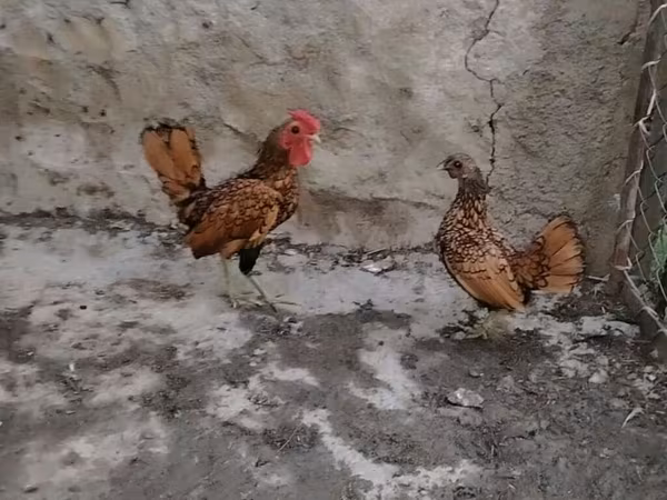 Bantam