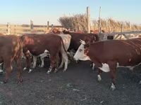 Buğa, Simmental cattle — foto 2
