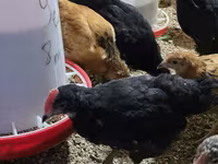 Chickens — photo 4