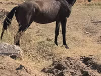 Égua, Cavalos — foto 2