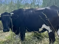 Kuh, Russian Black pied cattle — Foto 3