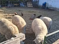 Baran, Merino sheep — zdjęcie 1
