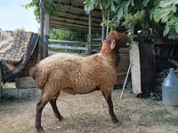 Qoç, Qoyunlar — foto 5