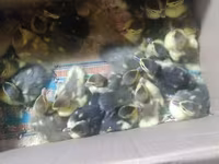 Ducks — photo 2