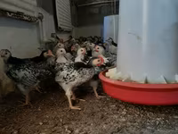 Chickens — photo 3