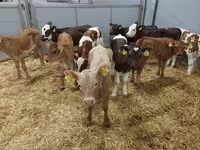 母牛, Simmental cattle — 照片 1
