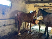Koń, Horse breed — zdjęcie 5