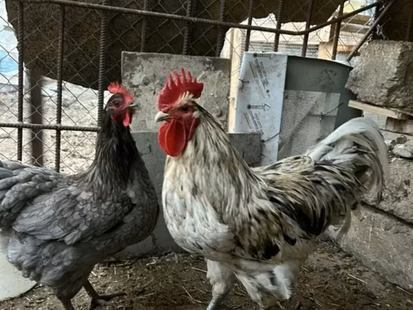 Australorp — Azərbaycan