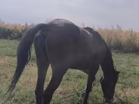 Mare, Friesian sport horse — photo 2