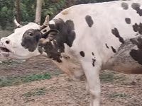 İnək, Russian Black pied cattle — foto 5