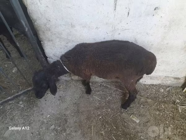 Sheep (batch, sex not specified), Sheep