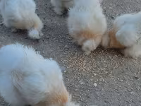 Chickens — photo 5