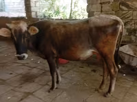 İnək, Azərbaycan zebu — foto 1