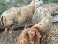 Qoyun, Apsheron sheep — foto 4