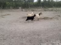 山羊（批次，未指定性别）, Goats — 照片 1