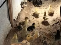Ducks — foto 5