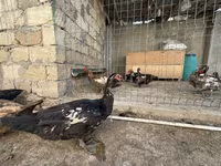 Domestic Muscovy — photo 6
