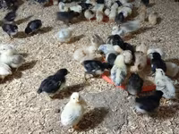 Chickens — Foto 2