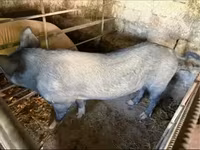 Eber, Schweine — Foto 3