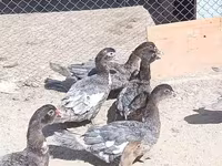 Ducks — फ़ोटो 1