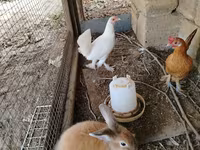 Chickens — foto 2