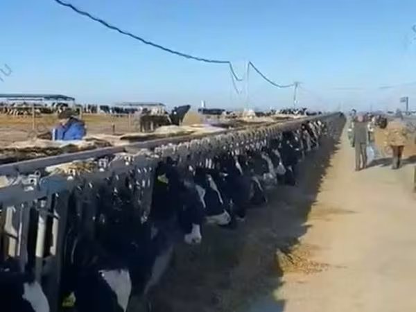 Корова, Swiss cattle