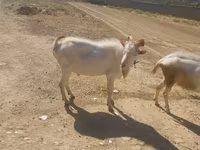 Goats (batch, sex not specified), Goats — photo 3