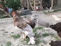 Brahma — foto 5
