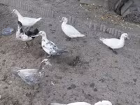 Ducks — foto 2